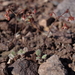 Dugway Wild Buckwheat - Photo (c) Jim Morefield, some rights reserved (CC BY)