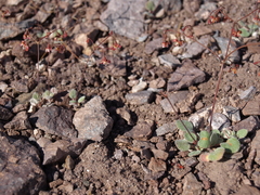 Eriogonum nutans nutans