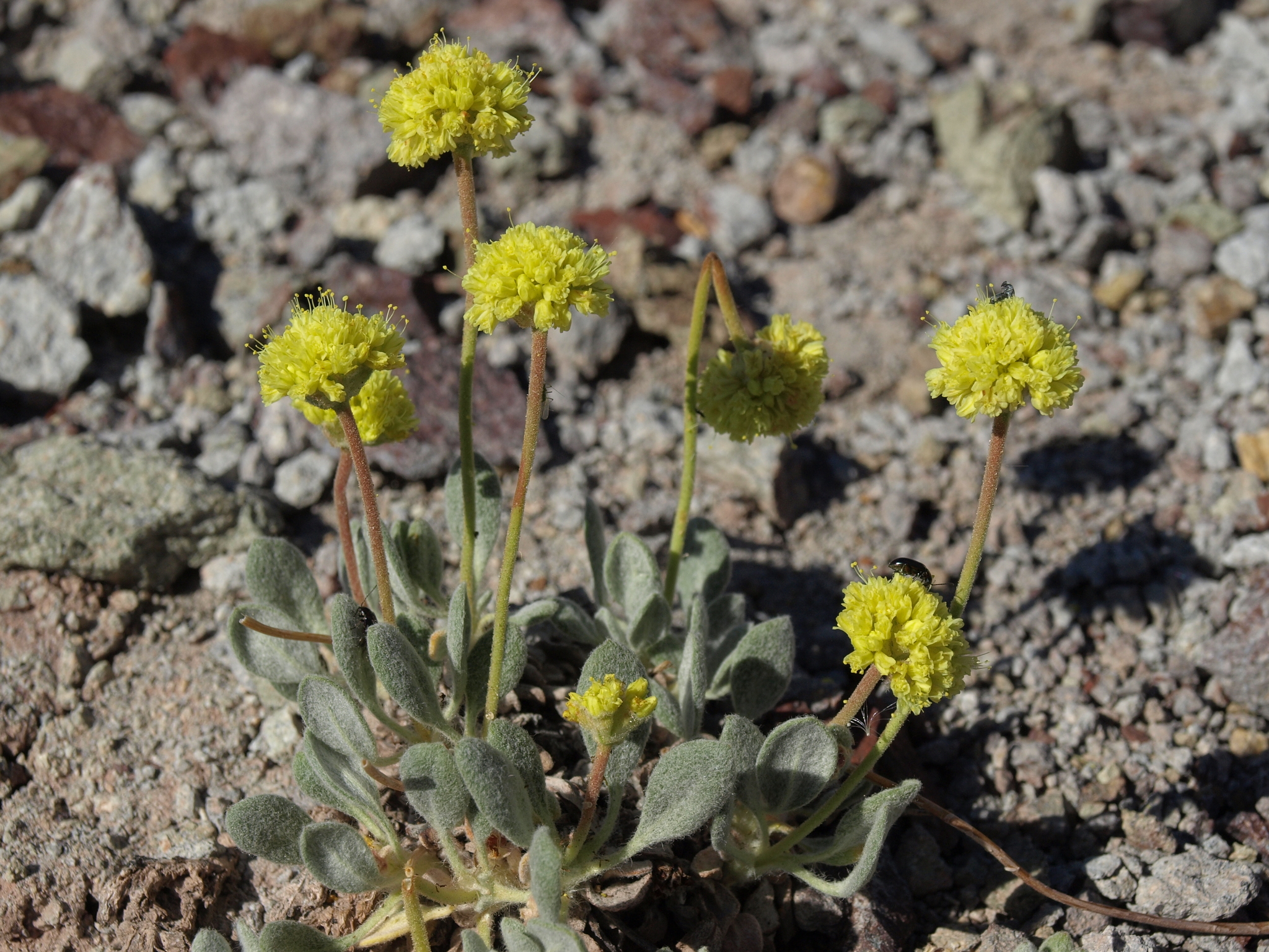 Eriogonum rosense var. beatleyae