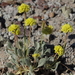 Eriogonum rosense beatleyae - Photo (c) Jim Morefield,  זכויות יוצרים חלקיות (CC BY)
