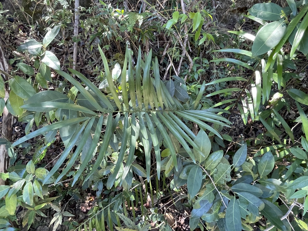 Zamia portoricensis in March 2024 by Isaac Martinez Costas · iNaturalist