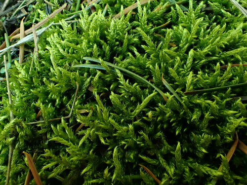 Brachythecium erythrorrhizon