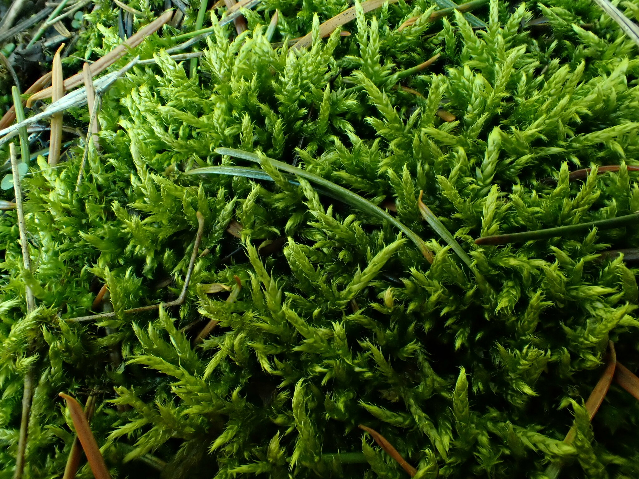 Brachythecium erythrorrhizon