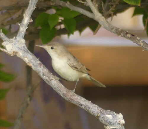 Zarcero pálido (Iduna pallida)