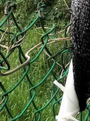 Dryophiops rubescens