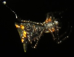 Micrathena pungens