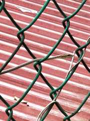 Dryophiops rubescens