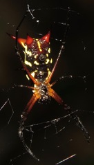 Micrathena kirbyi
