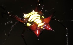 Micrathena kirbyi