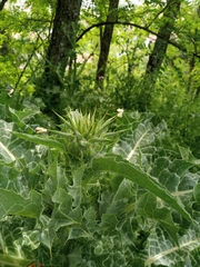 Silybum marianum