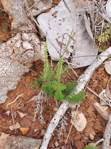 Anemia millefolia (Anemia millefolia)