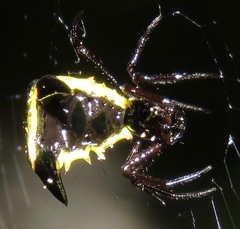 Micrathena pungens