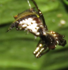 Micrathena pungens