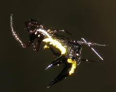 Micrathena pungens