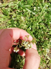 Capsella bursa-pastoris