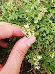 Capsella bursa-pastoris