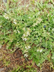 Capsella bursa-pastoris