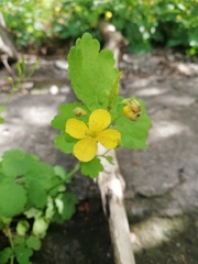 Chelidonium majus