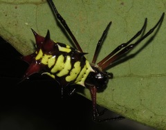 Micrathena kirbyi