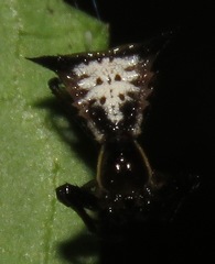 Micrathena pungens