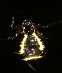 Micrathena pungens