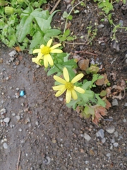 Senecio vernalis