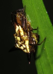 Micrathena acuta