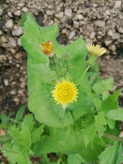 Sonchus oleraceus
