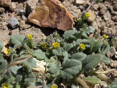 Phacelia monoensis