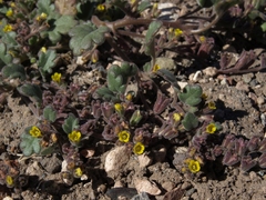 Phacelia monoensis