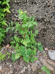 Sonchus oleraceus