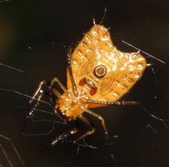 Micrathena clypeata