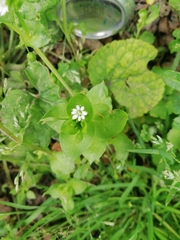 Stellaria media