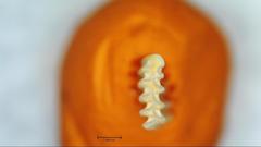 Microtus brachycercus