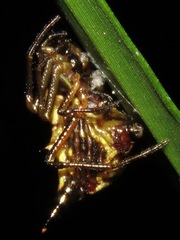Micrathena acuta