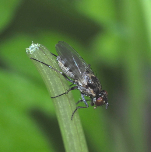 Lispe nana · iNaturalist