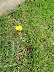 Taraxacum officinale