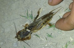 Gryllotalpa vineae