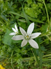 Ornithogalum umbellatum