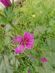 Malva sylvestris