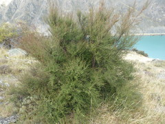 Kunzea serotina