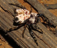 Aspidolasius branicki