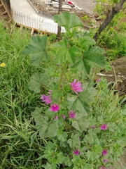 Malva sylvestris