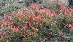 Hermannia grandiflora