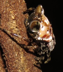 Aspidolasius branicki