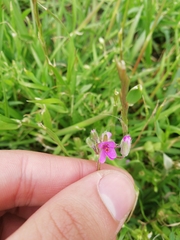 Erodium cicutarium