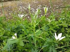 Ornithogalum umbellatum