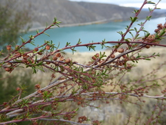 Kunzea serotina