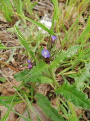 Anchusa arvensis