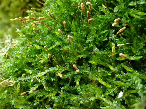 Plagiothecium piliferum